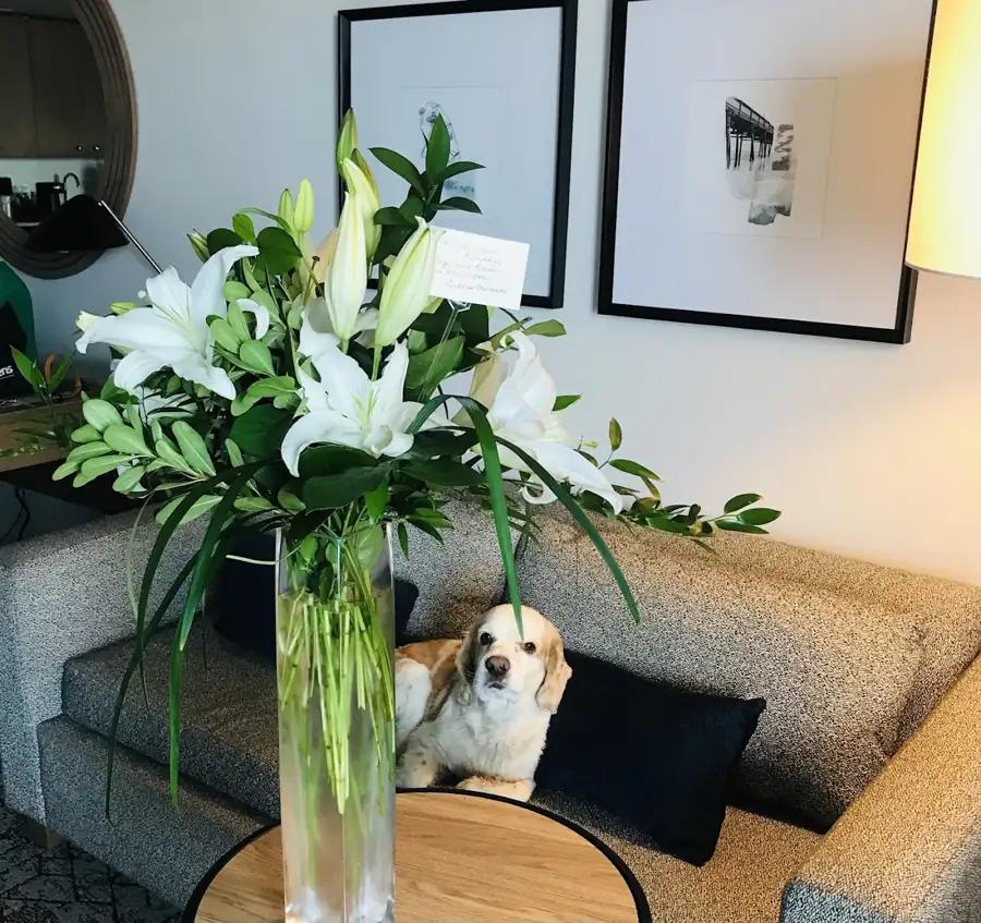 White lilies at the shop, with a curious dog nearby